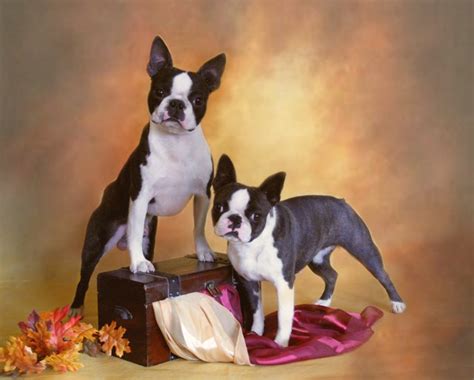 Why buy a boston terrier puppy for sale if you can adopt and save a life? Boston Terrier Rescue Austin Texas - l2sanpiero