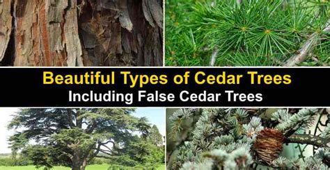 Types Of Cedar Trees With Identification Guide Pictures And Name