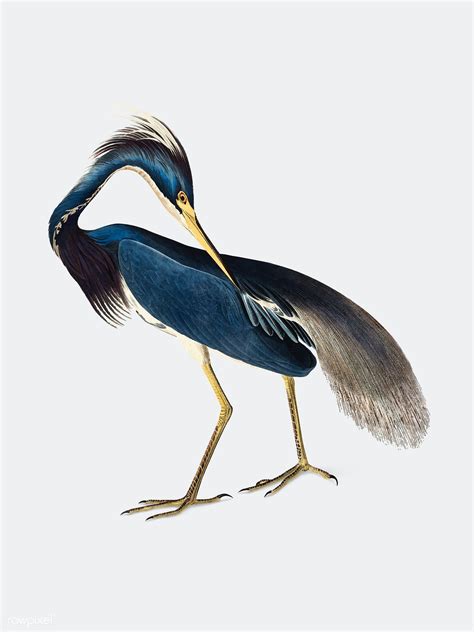 Louisiana Heron Illustration Free Image By