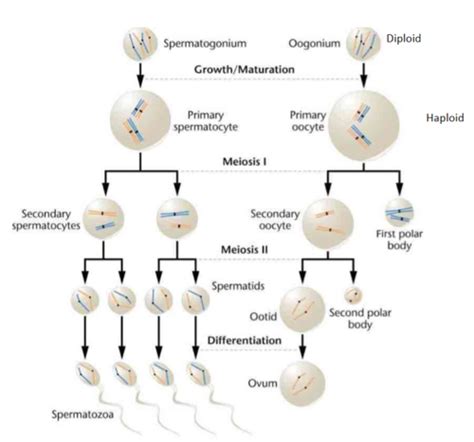 Reproductive Physio Spermatogenesis And Oogenesis Test 5 Dr Smith Flashcards Quizlet