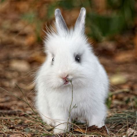 Cute White Bunny On Grass Rabbit Animals Baby Animals