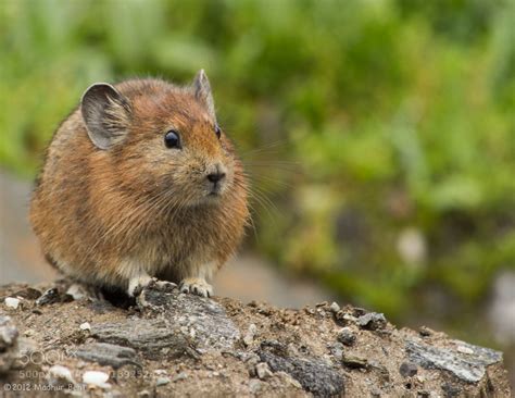Photograph Himalayan Pika By Madhur Behl On 500px