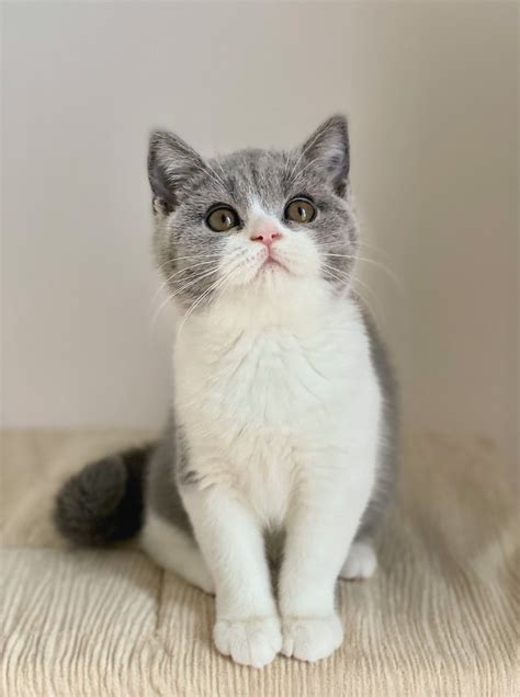 All About The British Shorthair Cat Breed