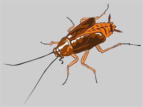 Dengan demikian sudah pasti jawabannya adalah a. Metamorfosis Tidak Sempurna Ditandai Dengan ...