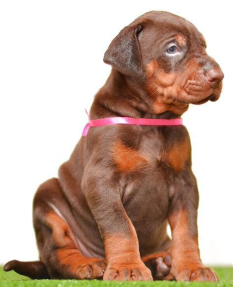 All their doberman puppies for sale in new york leave kevlar kennels with parvo and distemper vaccinations. Doberman Puppies for sale in UK | View 73 bargains