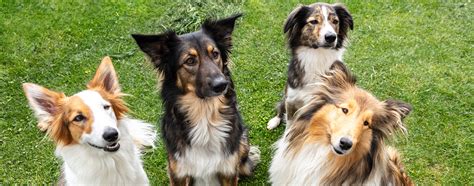 Are Mixed Breed Dogs Healthier Than Purebred Dogs Hartz