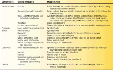 Naming skeletal muscles according to a number of criteria: The Facial Nerve | Neupsy Key