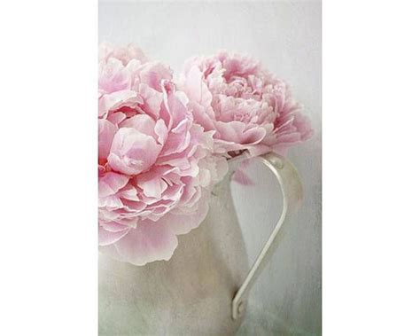Two Pink Peonies In A White Pitcher