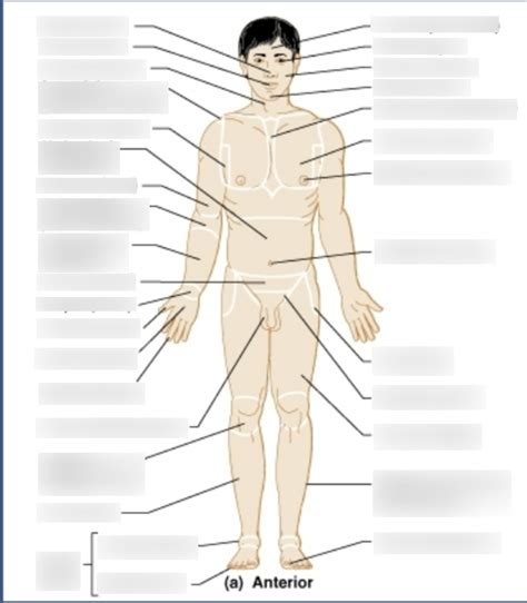Anatomical Regional Terms Diagram Quizlet