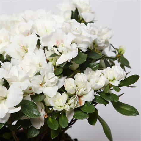 Online Beautiful White Azalea Plant T Delivery In Singapore Ferns