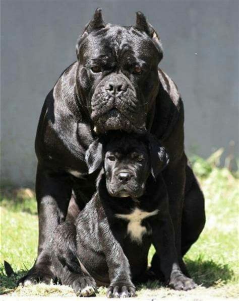 Cane Corso Dog Breed Information Images Characteristics Health