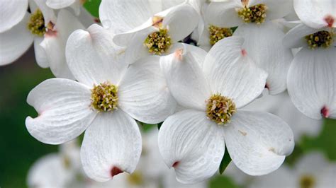 In the recipient's time zone. DOGWOOD - CORNUS - Southern Living
