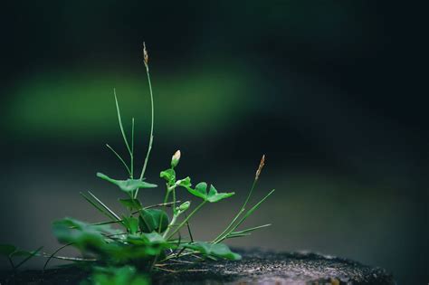 Close Up Photo Of Green Leafed Plant · Free Stock Photo