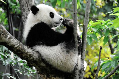 Young Panda In Tree Photograph By Bwbimages Fine Art America