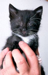 Supportive care cats who fail to respond to treatment should be tested for fiv and felv. Cat Flu : Twootz.com
