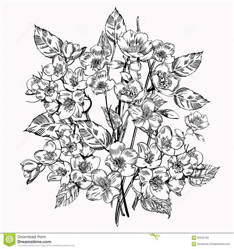 Vector black and white coloring page. Jasmine Flower. Vintage Elegant Flowers. Black And White ...