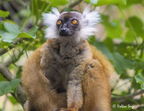 Black Lemur Female Чёрный лемур Eulemur Macaco Black Le Sergey