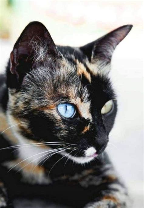 Important Differences Between Tortoiseshell And Calico Cats