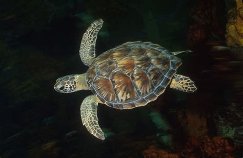 Sea Turtle Wikipedia The Free Encyclopedia Sea Turtle Turtle