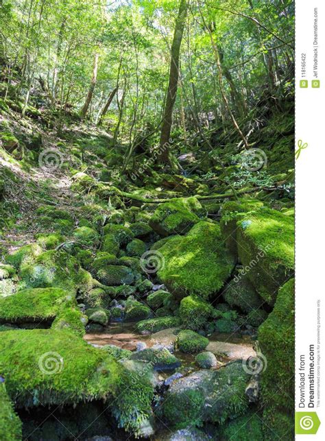 Moss Forest In Yakushima Island Stock Photo Image Of Unesco Primeval