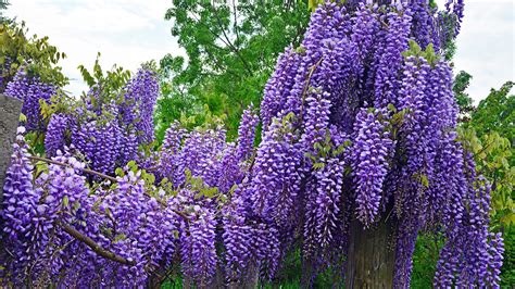 A wonderful flowering wisteria creeper perfect for wall, pergola, gate, compound wall etc, it need summer temperature below 35degree celsius and winter. Pictures Violet Flowers Wisteria 2560x1440