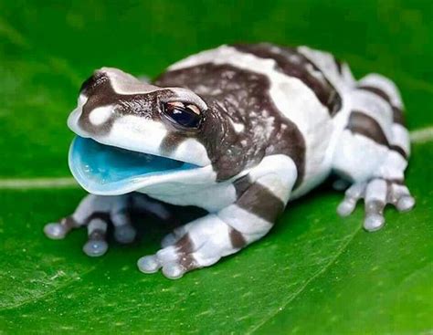 Cool Frog Baby Animals Cute Animals Cute Frogs
