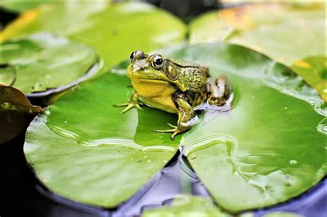 How To Create Your Own Wildlife Pond