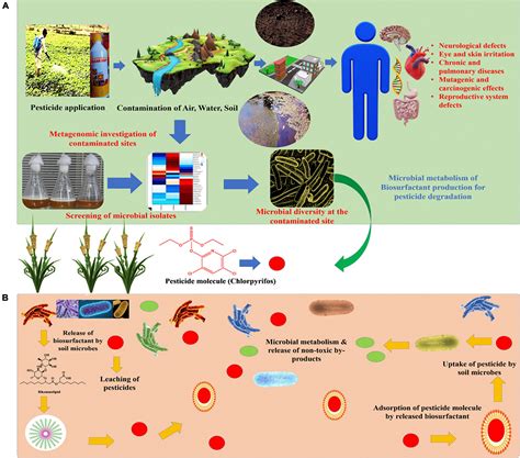 Frontiers Tapping The Role Of Microbial Biosurfactants In Pesticide Remediation An Eco