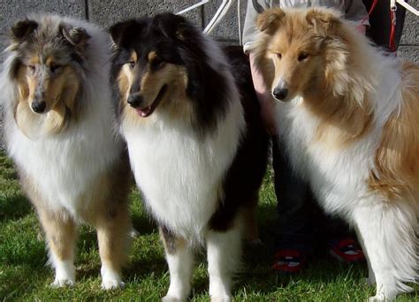Collie Rough Breed Guide Learn About The Collie Rough
