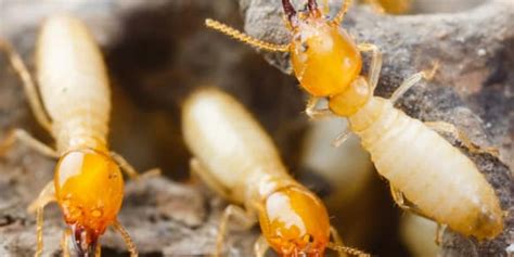 Termite & pest control, inc. Understanding Options for Termite Treatment in Tampa