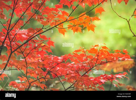 Maple Leaf Tree Branch In Beautiful Autumn At Nikko With Colorful