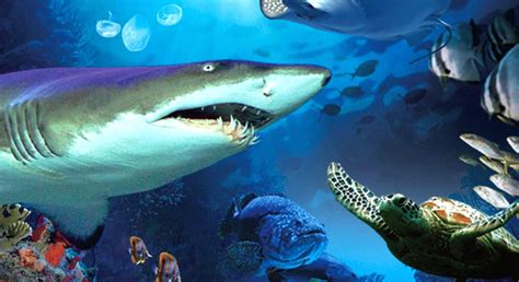 Here are a few activities that you must try in aquaria klcc. Aquaria KLCC Kuala Lumpur Tour and Tickets - Anjna Global