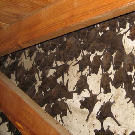 How to kill bats at home. Signs of a Bat Problem in Your Home - Michigan Bat Removal