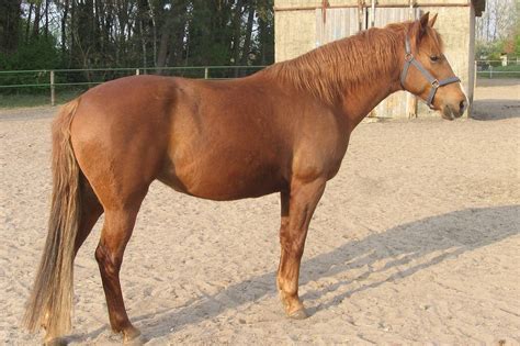 african horse breeds   cradle  civilization horses foals