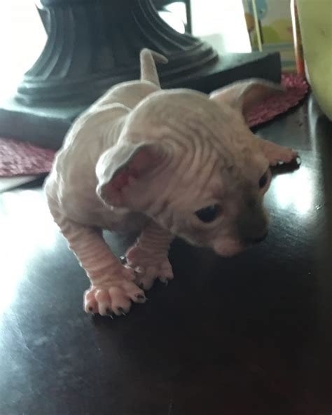 Sphynx Cats For Sale Las Vegas Nv 246154 Petzlover