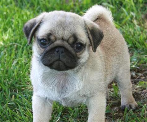 Rules Of The Jungle Pug Puppy