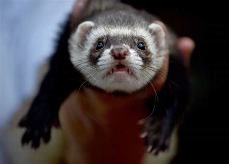 1001 + Ideas for Unusual and Exotic Pets You Can legally Own