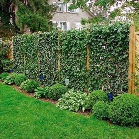 Plants For Privacy Fence Living Fenceshow To Create Privacy With