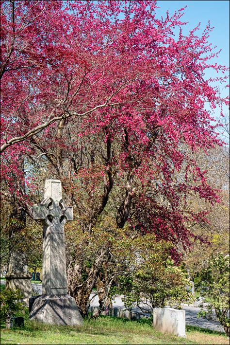 Sleepy Hollow Cemetery Blossoms Photography Images And Cameras