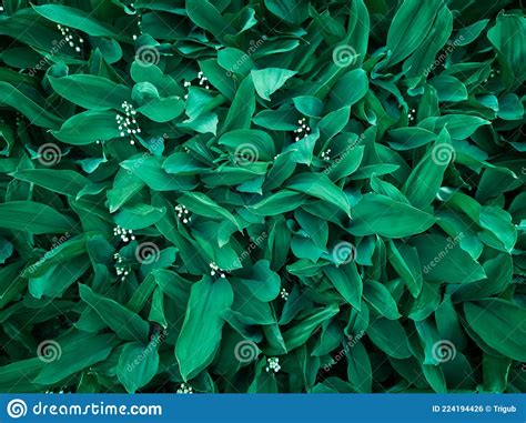 Background Texture Of Many Densely Arranged Lilies Of The Valley Stock