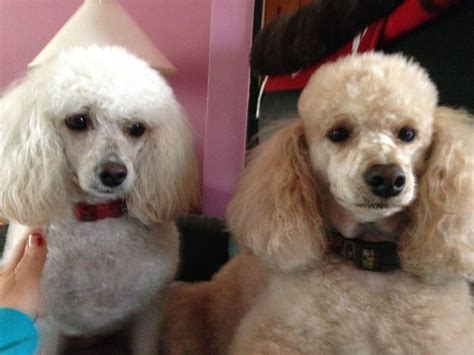 Pin by Lisa Sarrett on Poodles | Tea cup poodle, Toy poodle, Poodle