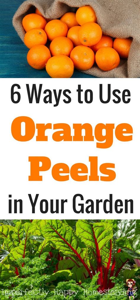 Orange Peels In A Garden With The Title 6 Ways To Use Orange Peels In