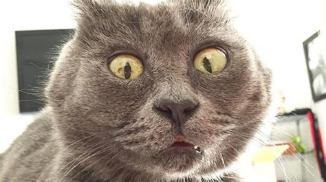 Cat With Perpetually Surprised Face Survives Against All Odds Huffpost