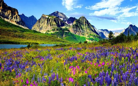 Mountain Flowers Hd Desktop Wallpaper Widescreen High Definition