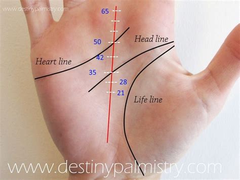What Shows A Long Life From The Palms Destiny Palmistry Palmistry