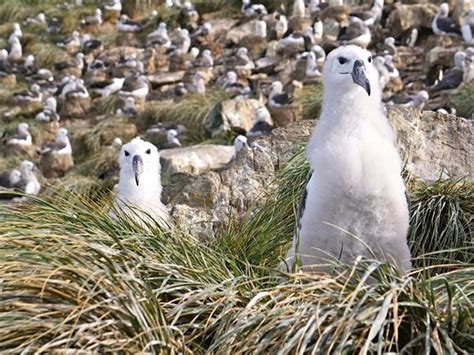 Antarctica South Georgia And Falklands Cruise Responsible Travel