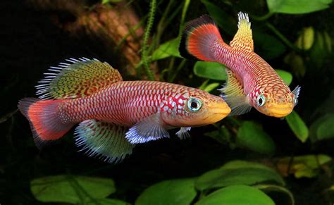 11 Types Of Freshwater Fish For Tropical Aquarium Most Popular