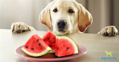 Dogs Can Eat Watermelon Just Be Cautious Dogs Naturally Magazine