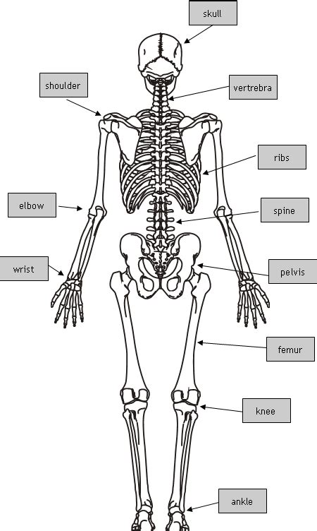Bones Parts Of A Bone The Bones In Our Body Diseases And Injuries
