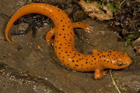 11 Datos Sorprendentes Sobre Las Salamandras ECVerde